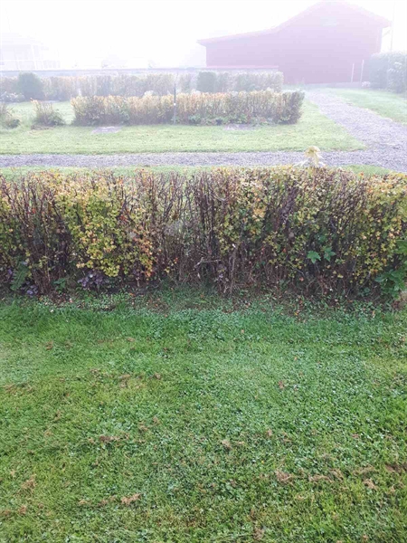 Grave number: NK F G   267