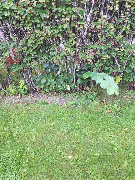 Hautatunnus: NK F G    54