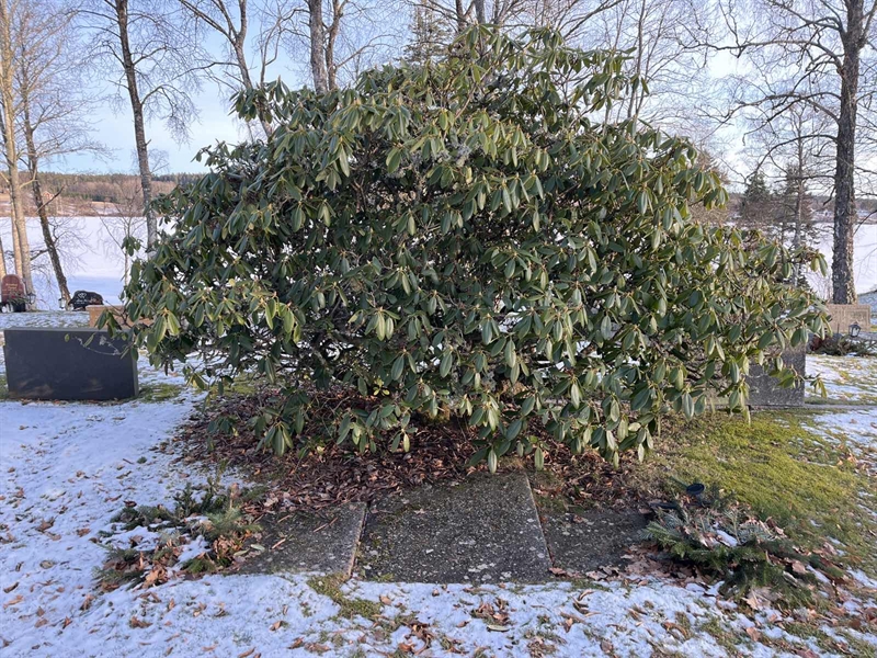 Hautatunnus: Ärt 24 09 66