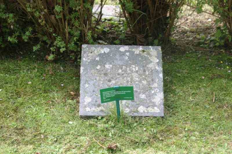 Grave number: 07 4   293