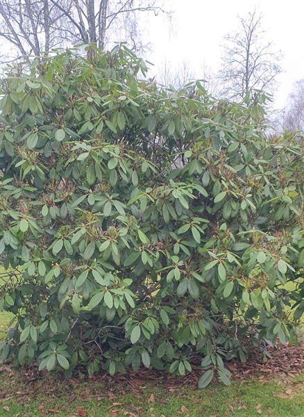 Gravnummer: 1 F    48-49