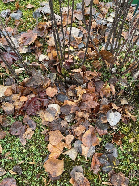 Gravnummer: GK A 3   468