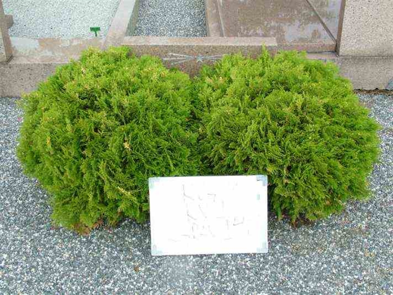 Hautatunnus: 3 01   148