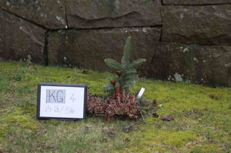 Gravnummer: 4 14-B    56