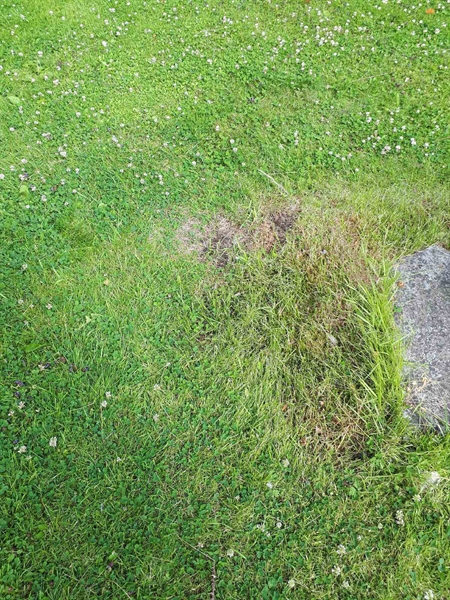 Grave number: GK A 5   271M