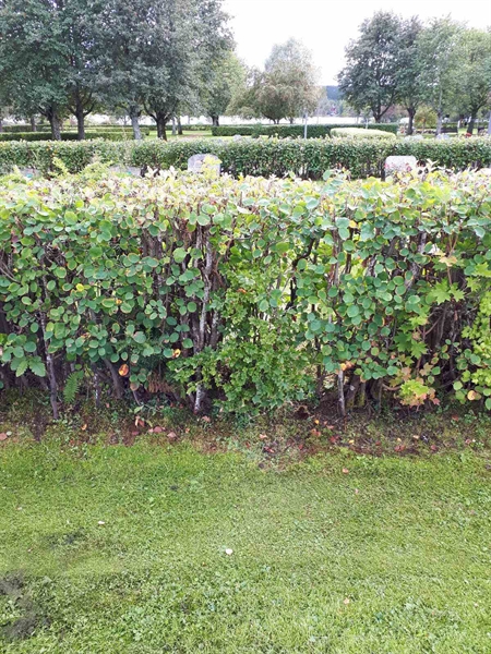 Hautatunnus: NK F B   107