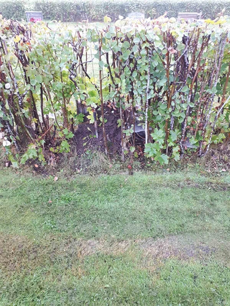 Gravnummer: NK F B   137