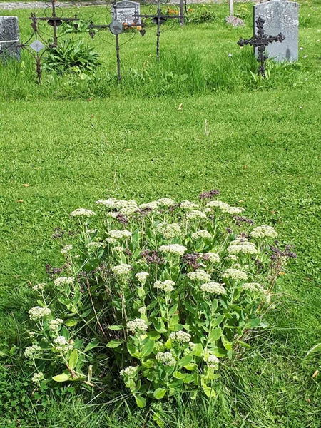 Hautatunnus: GK A 4   162V