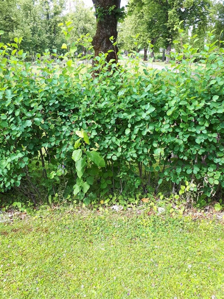 Grave number: GK F 5   403