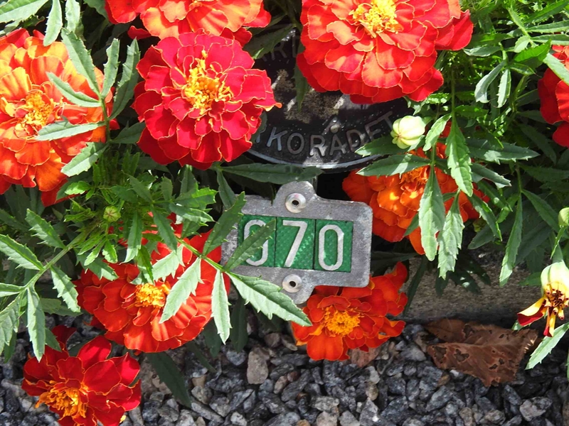 Hautatunnus: BRO 1    70