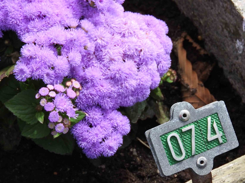 Hautatunnus: BRO 1    74