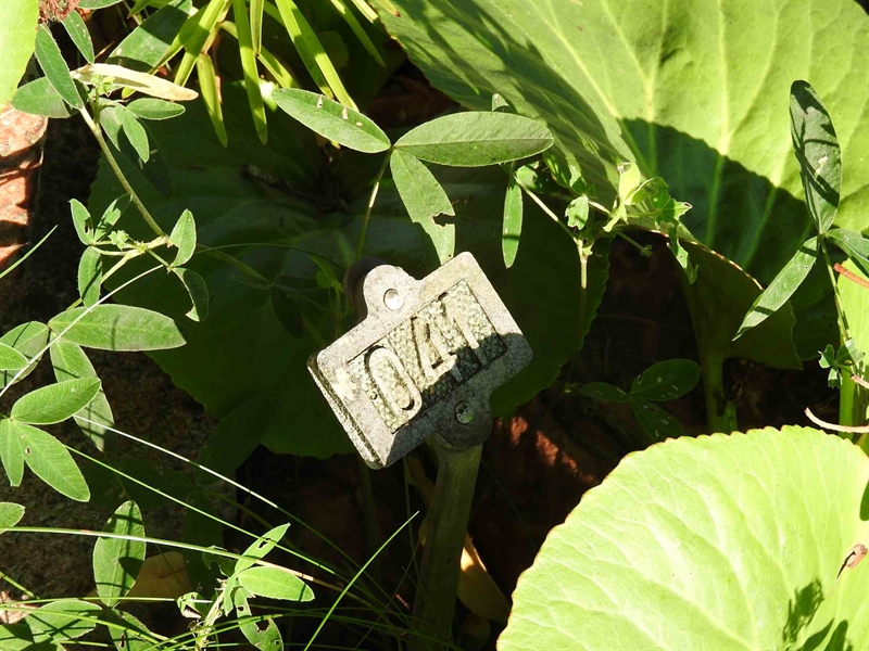 Gravnummer: BRO 2    41