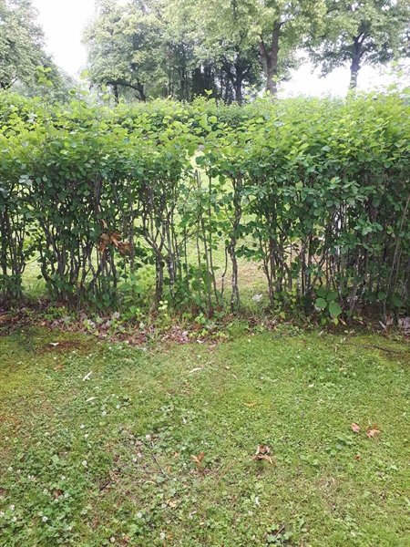 Gravnummer: GK F 5   607