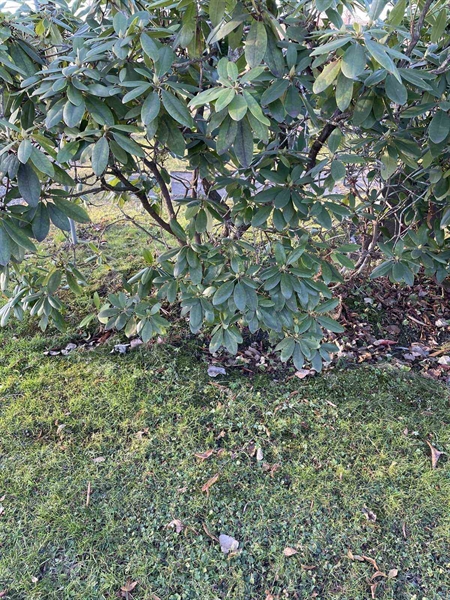 Gravnummer: GK A 3   625