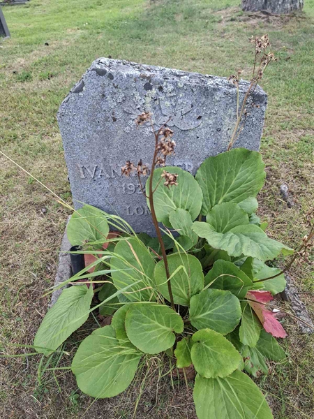 Hautatunnus: 001 2  1508