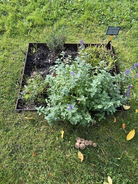 Hautatunnus: 2 G    16