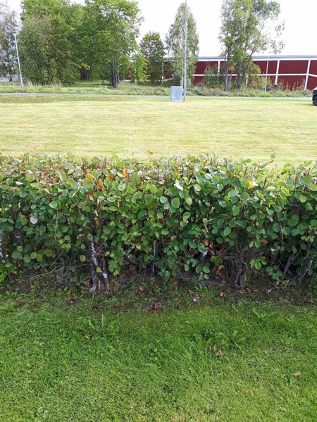 Grave number: NK F B   216A