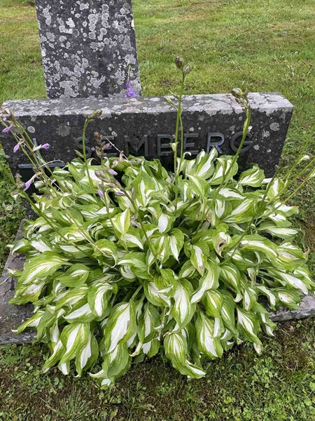 Hautatunnus: N 4 4   647