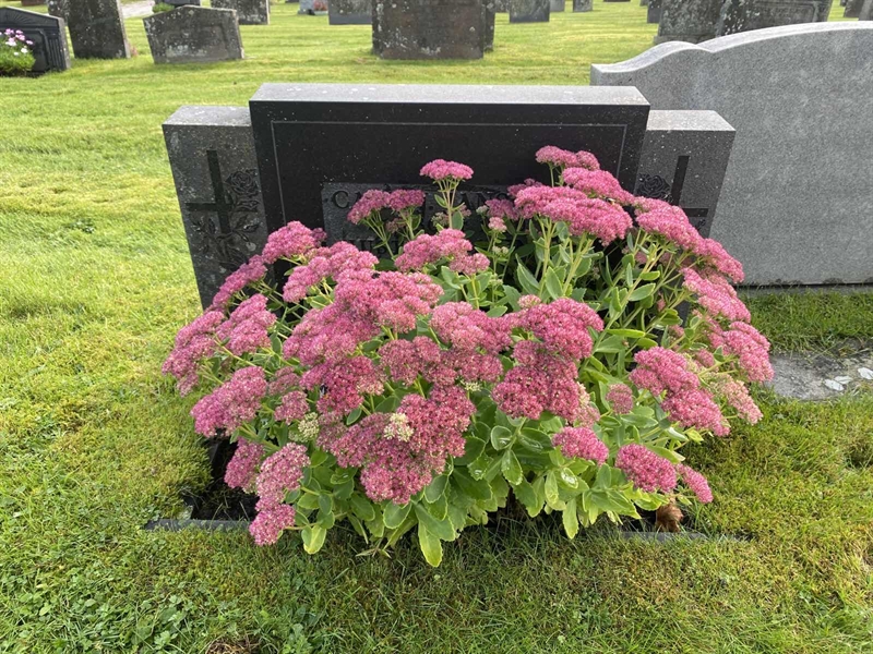 Grave number: 4 Me 01     5-6