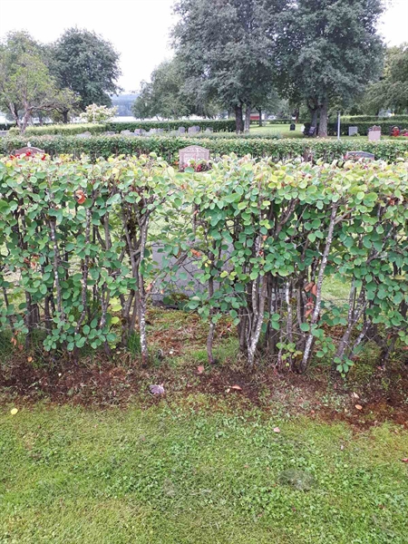 Gravnummer: NK F A   184