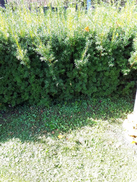 Gravnummer: GK U 4   261