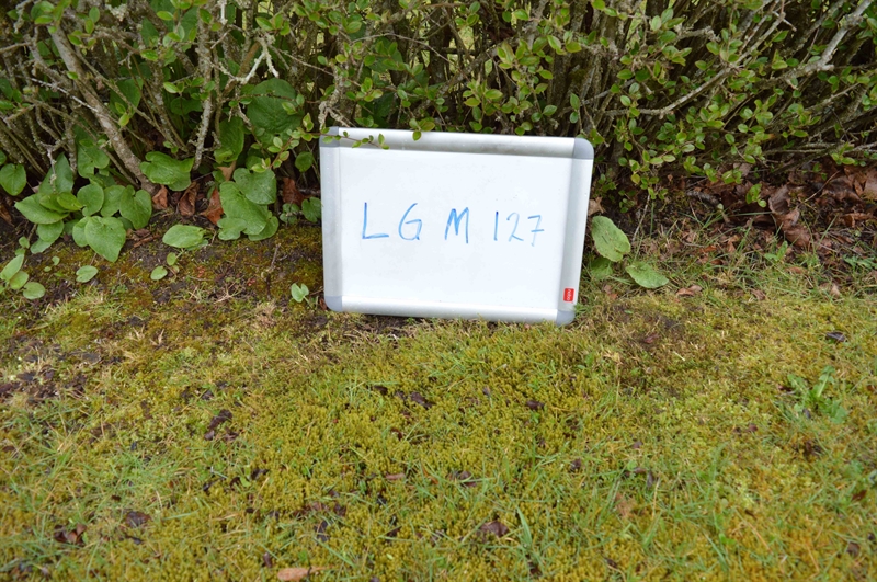 Gravnummer: LG M   127