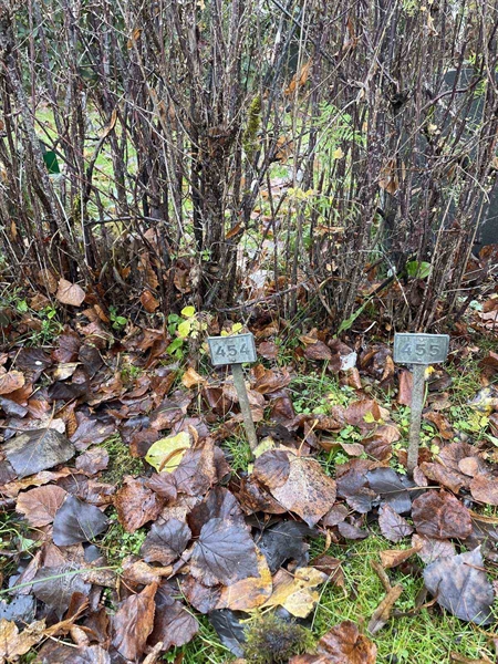 Gravnummer: GK A 3   454