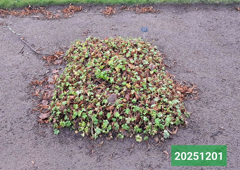 Hautatunnus: 1 N   106