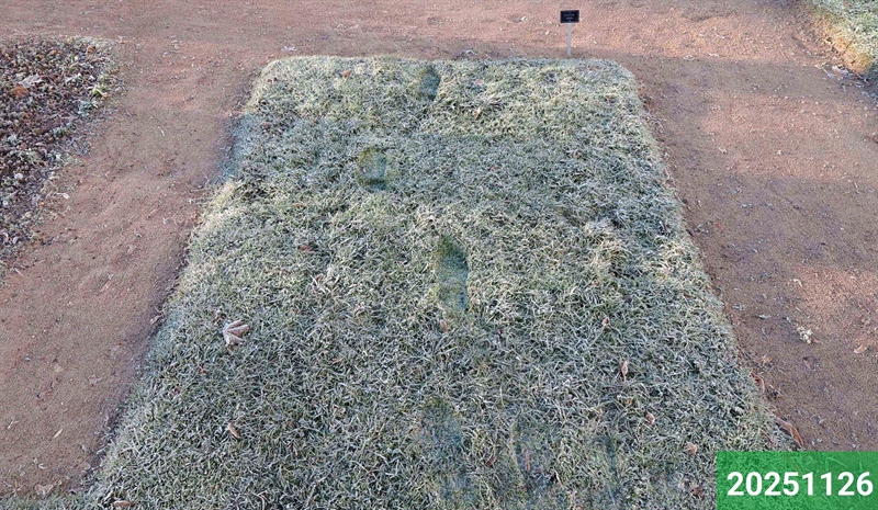 Grave number: 1 N    17