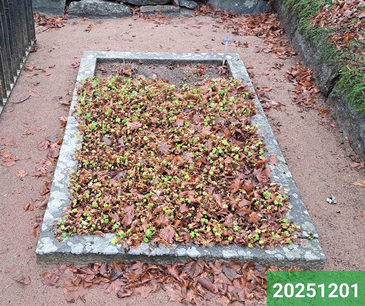 Hautatunnus: 1 N    61