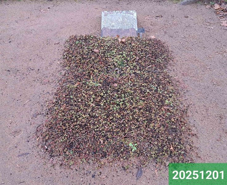 Hautatunnus: 1 N    79