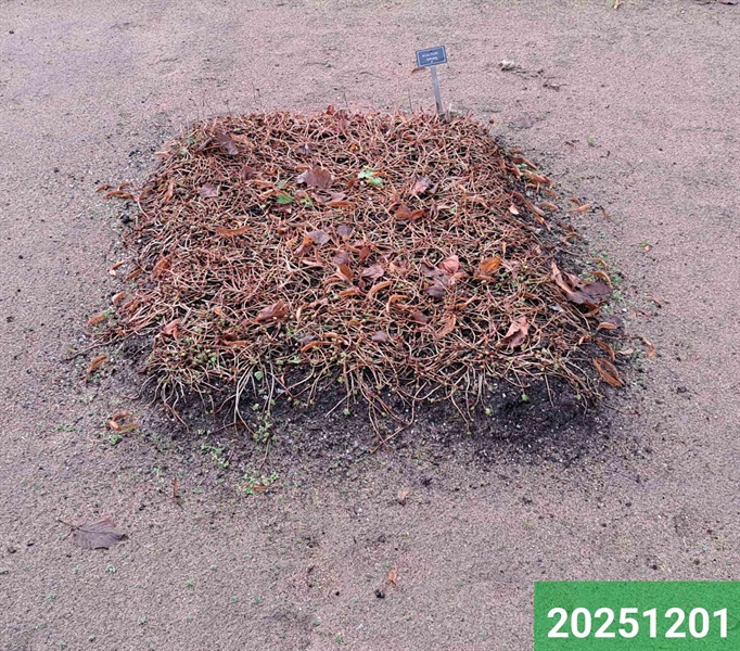 Hautatunnus: 1 N    98