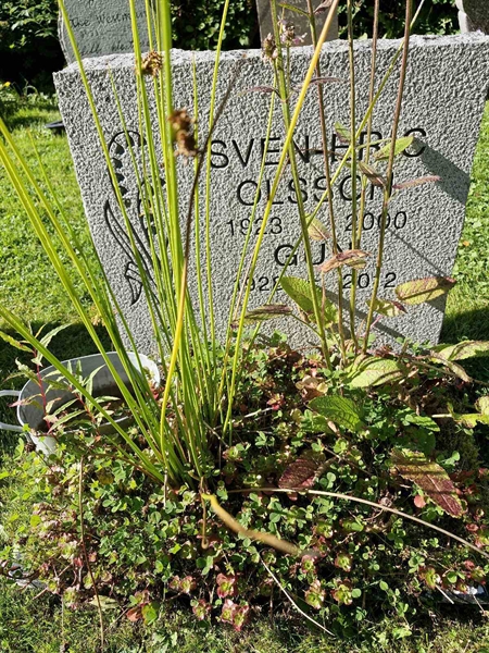 Grave number: AK D  6234