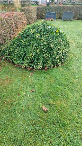 Gravnummer: 4 3   40