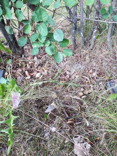 Gravnummer: GK A 5   210H