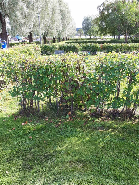 Grave number: NK F B   118