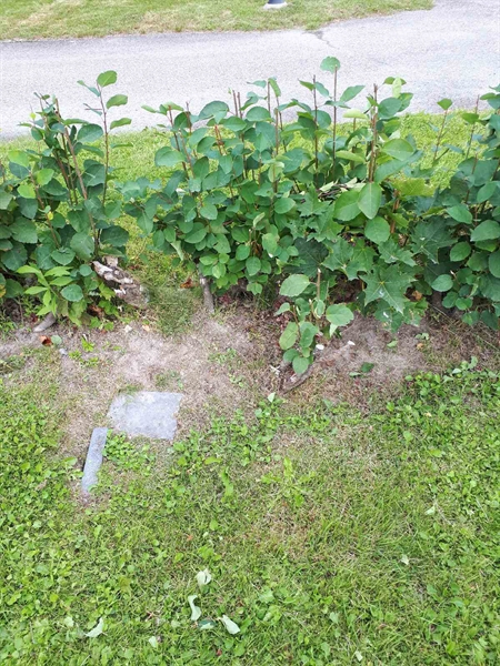 Hautatunnus: NK F C    97-99