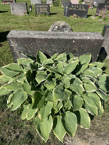 Hautatunnus: N 5 4   621-623