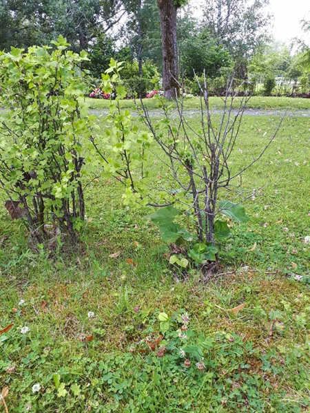 Hautatunnus: GK A 4    41H