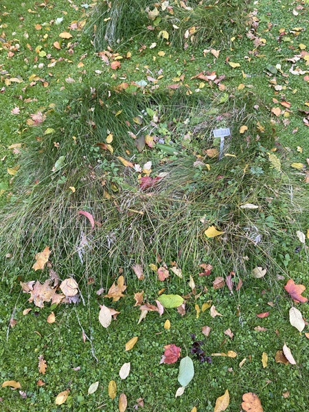 Hautatunnus: 1 H   271