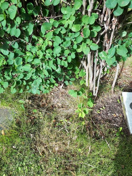 Hautatunnus: GK A 5   207H