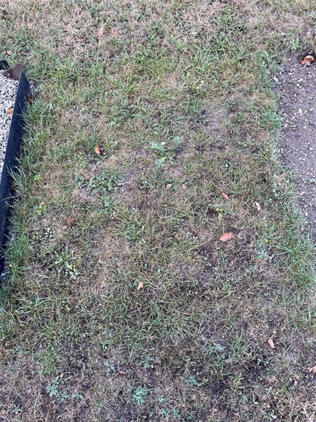 Grave number: NK XV:u    56