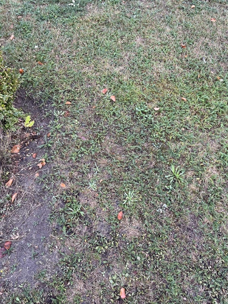 Grave number: NK XV:u    45