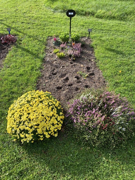 Gravnummer: 2 G    81