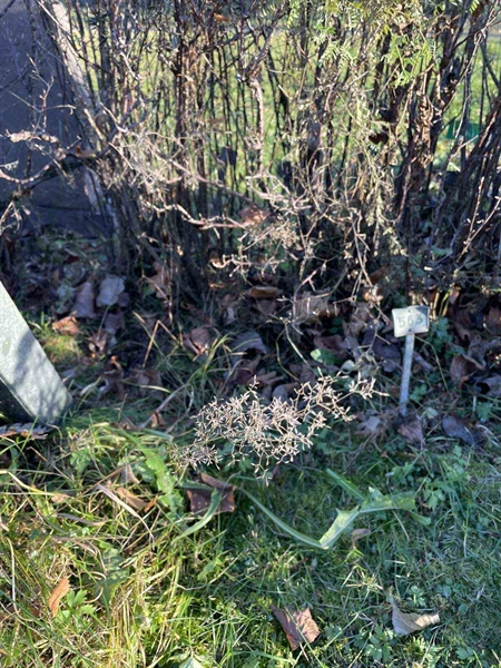 Gravnummer: GK A 3   564