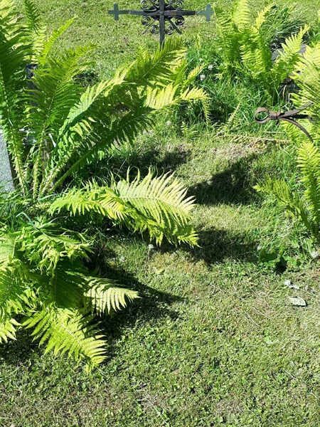 Gravnummer: GK A 5   156M