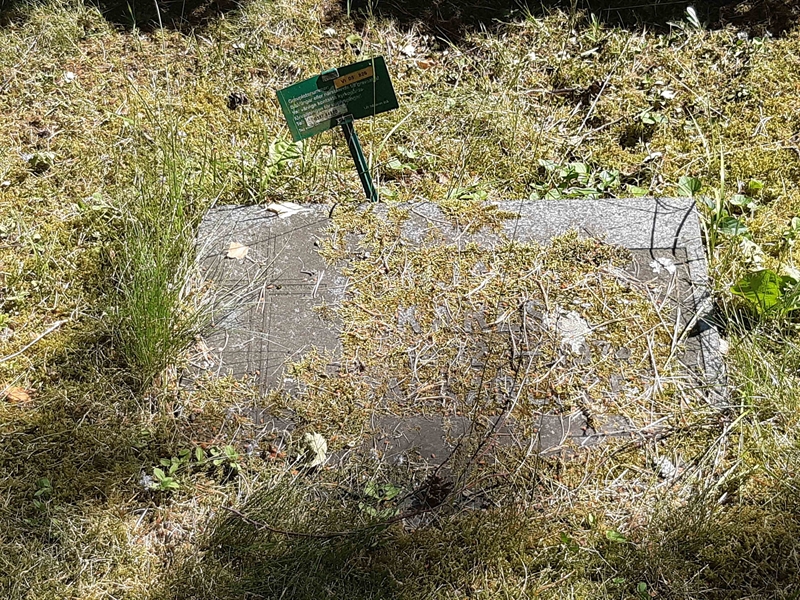Grave number: VI 05   826