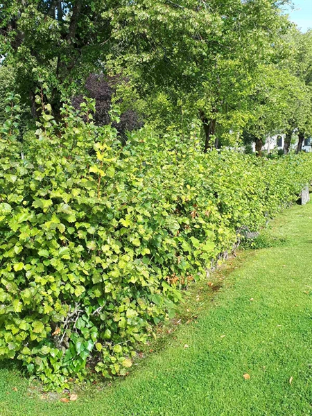 Gravnummer: NK F A     1