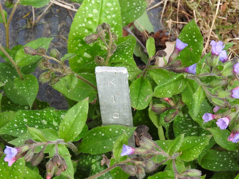 Gravnummer: BK K    15