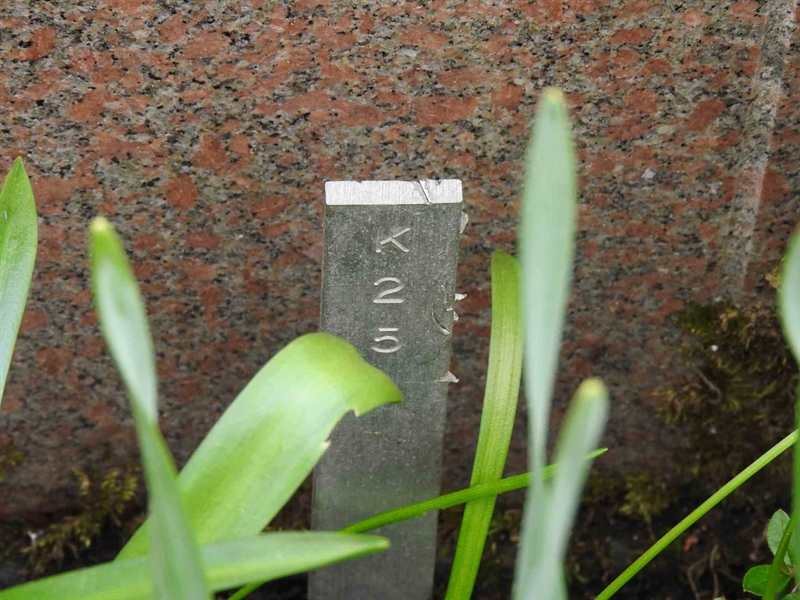 Gravnummer: BK K    25